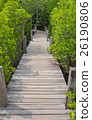 Wooden walkway bridge with Ceriops Tagal field  26190806
