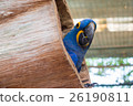 Hyacinth macaw or Hyacinthine macaw in wooden nest 26190811