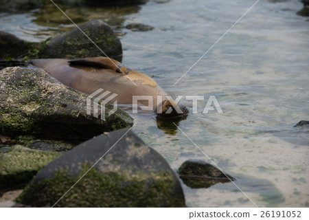 Relaxing seals 26191052