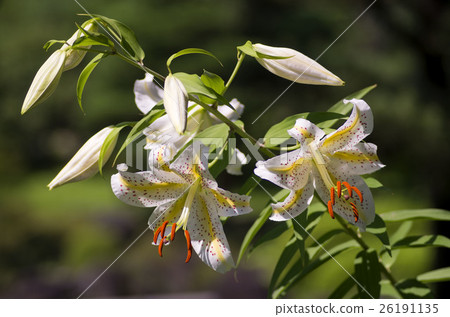 Wild lily Wild lily 26191135