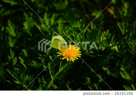 Dandelion Butterfly Dandelion Butterfly 26191198