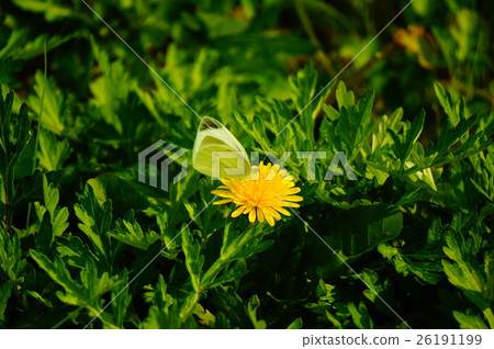Dandelion Butterfly Dandelion Butterfly 26191199