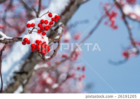 Nanakamado水果遭受雪 26191205