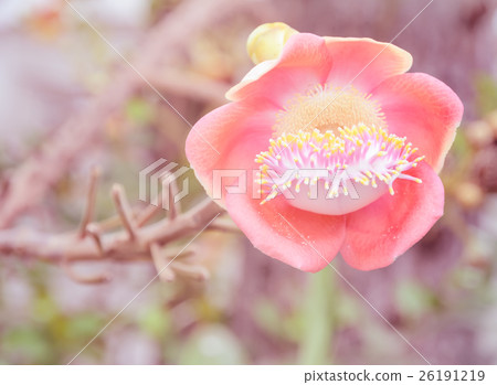Cannonball Tree (Couroupita guianensis) 26191219