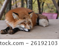 Kita fox 26192103