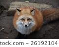 Kita fox 26192104