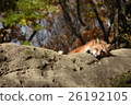 Kita fox 26192105