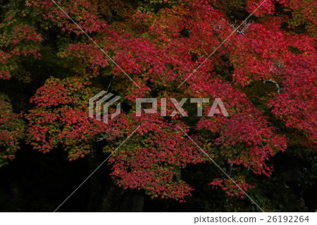姓名Oldori Garden Tsuwano先生 姓名Oldori Garden Tsuwano先生 26192264