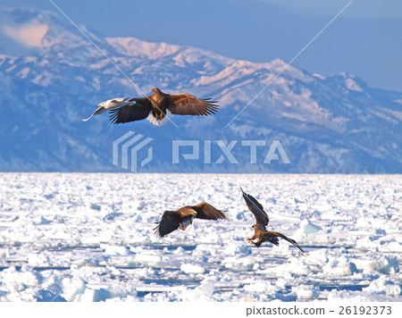 在知床的海洋·2 26192373