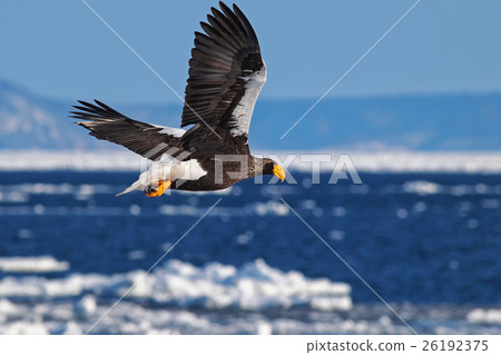 An eagle goes An eagle goes 26192375
