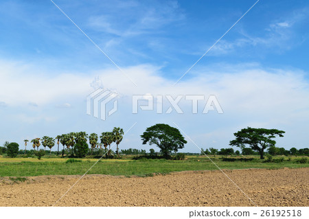 Rice field and blue sky 26192518