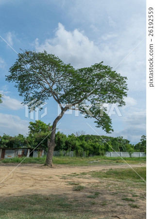 Tree and blue sky Tree and blue sky 26192559