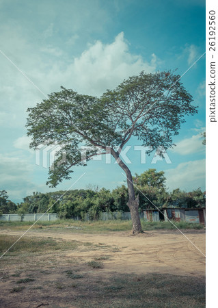 Tree and blue sky 26192560