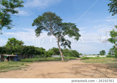 Tree and blue sky Tree and blue sky 26192561