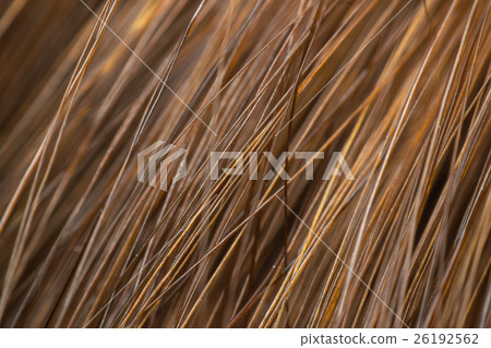 Macro of hair highlights brown Macro of hair highlights brown 26192562