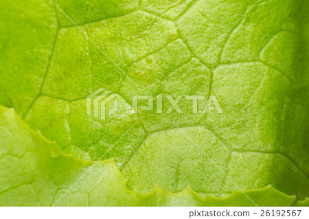 Macro of plant leaf texture surface Macro of plant leaf texture surface 26192567