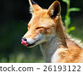 北狐狸 26193122