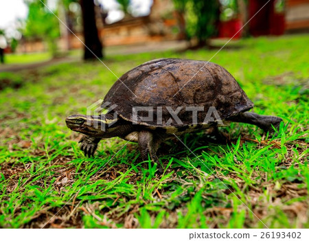 turtle on the grass 26193402