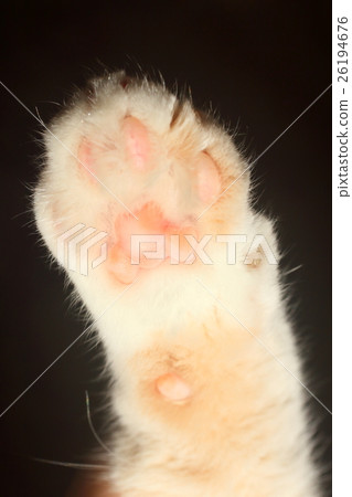 Cat paws Cat paws 26194676