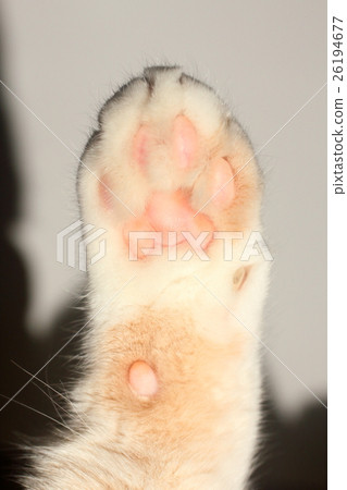 Cat paws Cat paws 26194677