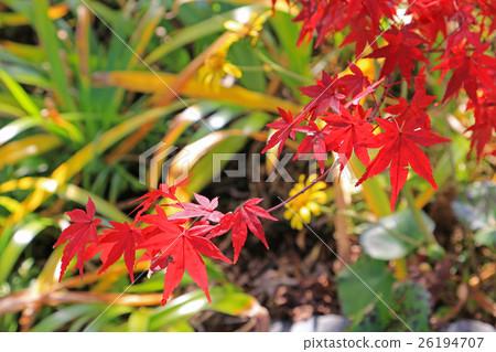 秋天的楓葉 26194707