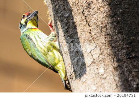Coppersmith Barbet (Megalaima haemacephala) 26194751