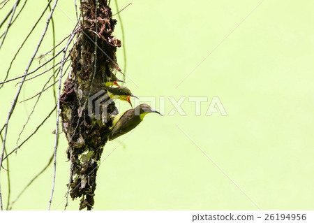 Brown-throated Sunbird (Anthreptes Malacensis) 26194956