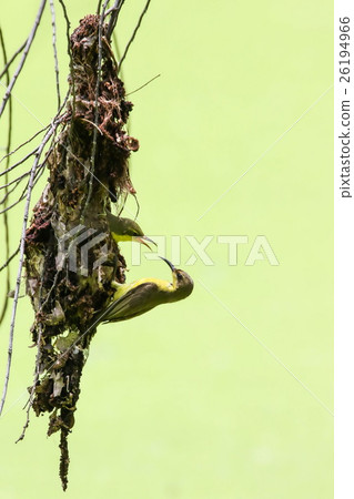 Brown-throated Sunbird (Anthreptes Malacensis) 26194966
