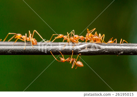 Weaver Ant (Oecophylla smaragdina), Kerengga Weaver Ant (Oecophylla smaragdina), Kerengga 26195015