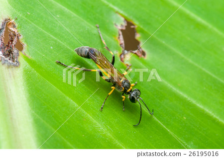 common wasp (Vespula vulgaris) on the banana leaf 26195016