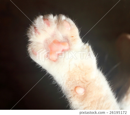 Cat paws 26195172
