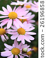 花 26196858