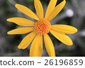 花 26196859