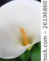 花 26196860