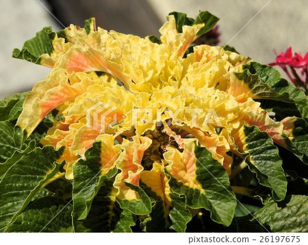 Hagaito / Tachikawa' Hagaito / Tachikawa' 26197675