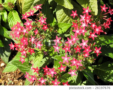 Pentas / Tachikawa ' Pentas / Tachikawa ' 26197676