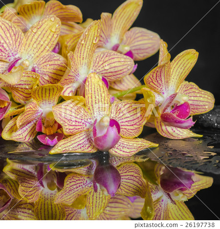 Spa concept of yellow with red stripped orchid Spa concept of yellow with red stripped orchid 26197738