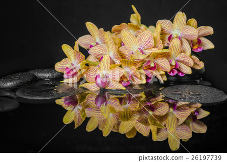 Spa concept of yellow with red stripped orchid Spa concept of yellow with red stripped orchid 26197739