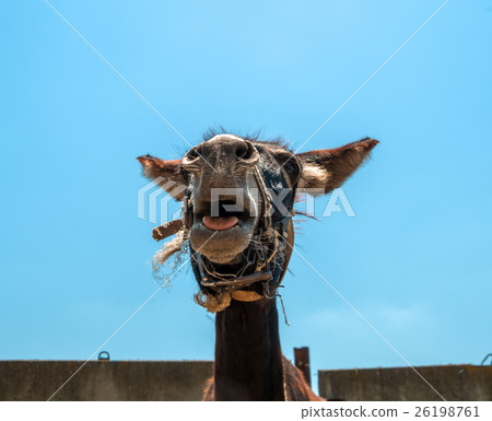 portrait of the donkey in nature 26198761