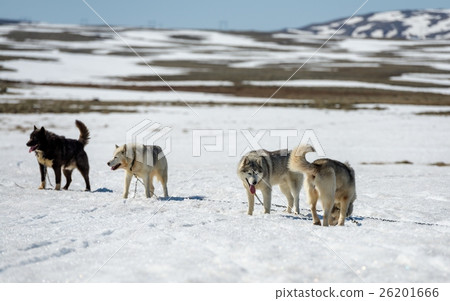 Siberian Husky in snow Siberian Husky in snow 26201666