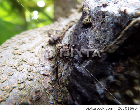Cedar Naga同步密鑰 Cedar Naga同步密鑰 26201669