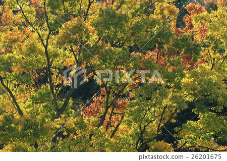 天然植物zelkova,十一月。秋天的樹葉,黃葉,綠葉混合在一棵樹上 天然植物zelkova,十一月。秋天的樹葉,黃葉,綠葉混合在一棵樹上 26201675