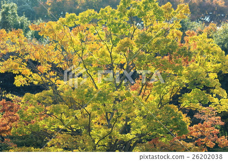 Natural plant zelkova is a neighborhood tree that you can enjoy autumn leaves without going to sights 26202038