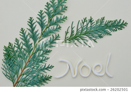 Conifer Conifer 26202501