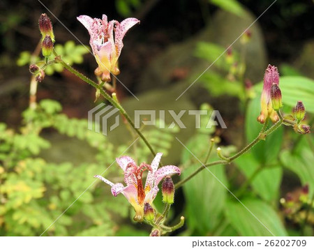 Hototogisu / Koishikawa' Hototogisu / Koishikawa' 26202709