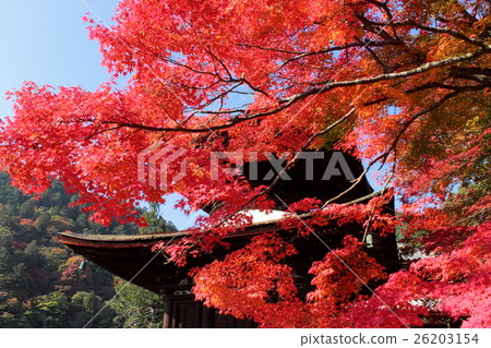 京都Zenzenji寶塔秋葉 26203154