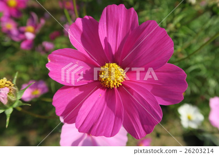 Awaji Hanasakiji Awaji Hanasakiji 26203214