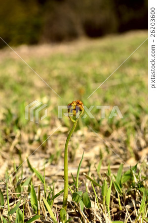 春天野生植物 26203600