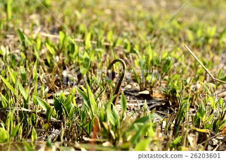 Spring wild plants Spring wild plants 26203601