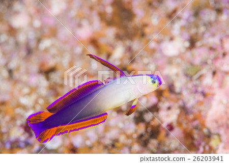 Akebono-nohase 26203941